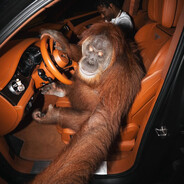 CHONGMIHOOYA skins skins.army