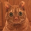 gato estrábico;