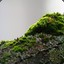 MoSS_On_aTree