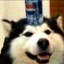 ABOBAMOGUS