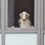 клзб