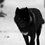 BLACKLONEWOLF