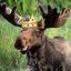 King Of Moose