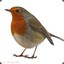 robin