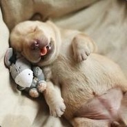 与发牌员死磕到底