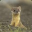 HumorlessWeasel