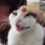 Gato do mamus