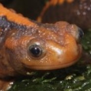 God of Newts avatar