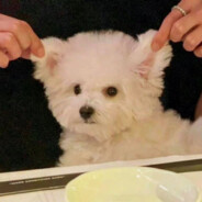 爷傲灬奈我何丿