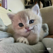 ℡⁺TOTALLY🐱™