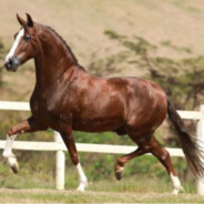 Mangalarga marchador