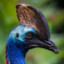 The Great Cassowary27