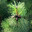 Pinus L.