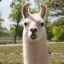 llama