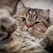 Кот Василий