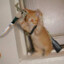 KillerKitten