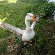 Адский Дристун