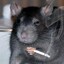 Ratlas