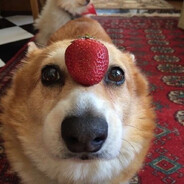strawberry dog