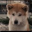 HaChI