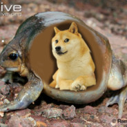 Doginfrog