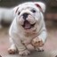 DogBulldog