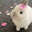 killer.bunny