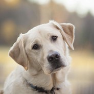 Носик в сметанке