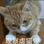 玛门峡谷传奇虐猫蛆