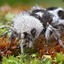 Panda Ant