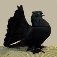 BigBlackPigeonetto