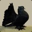BigBlackPigeonetto