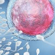 ЯЙЦЕКЛЕТКА