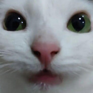 Kesar avatar