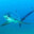 Sharkbyte