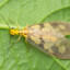 Dobsonfly Sethelogical