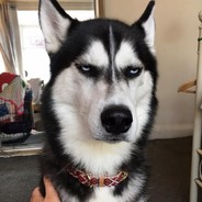 Siberian husky