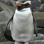 FIORDLAND PENGUINO