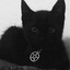 meowkitten-