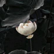 青山隐隐水迢迢