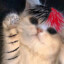 inuin