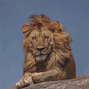 жинкин лев