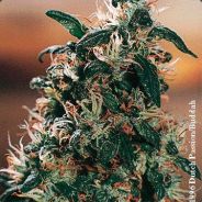 ra3ub3r - steam id 76561197961348765