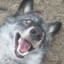 Big Borks