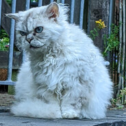 Chonk