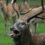 Inquisitive Elk