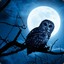 Night Owl