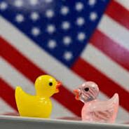 american duck