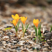 Яйцо Дрильщик