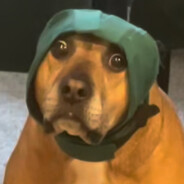 hi this is dog